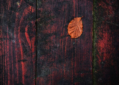 Close-up of autumn tree on wood