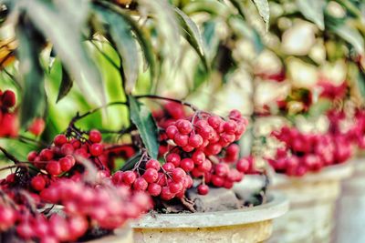 Close-up of red berries growing on plant