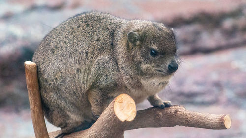 Close-up of squirrel