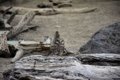Two burrowing owls looking over a rotten log.