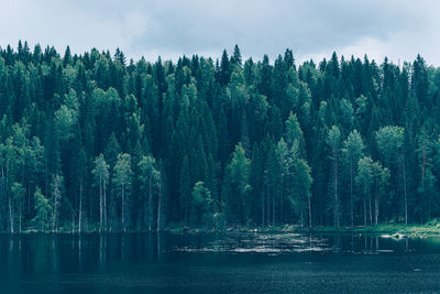 Panoramic view of trees in forest against sky