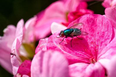 Close-up of insect on pink flower