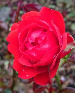 Close-up of red rose