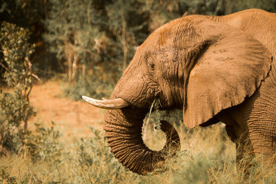 Close-up of elephant