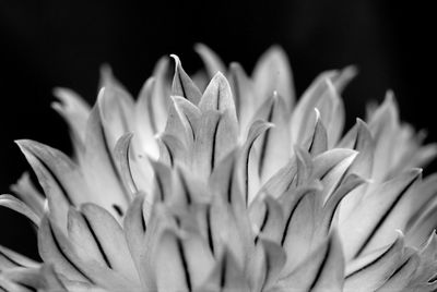 Close-up of flowering plant against black background