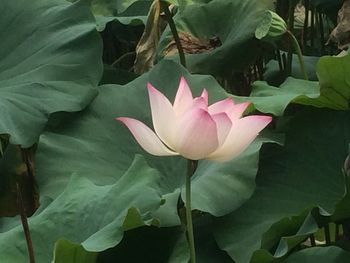 Close-up of lotus blooming outdoors