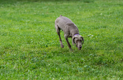 Weimaraner on grassy field