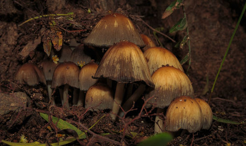 Close-up of mushrooms growing on field