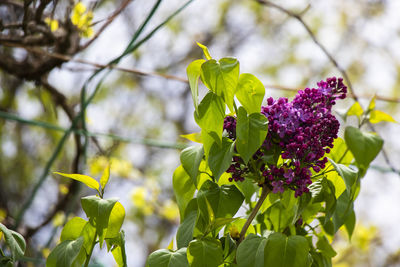 plant