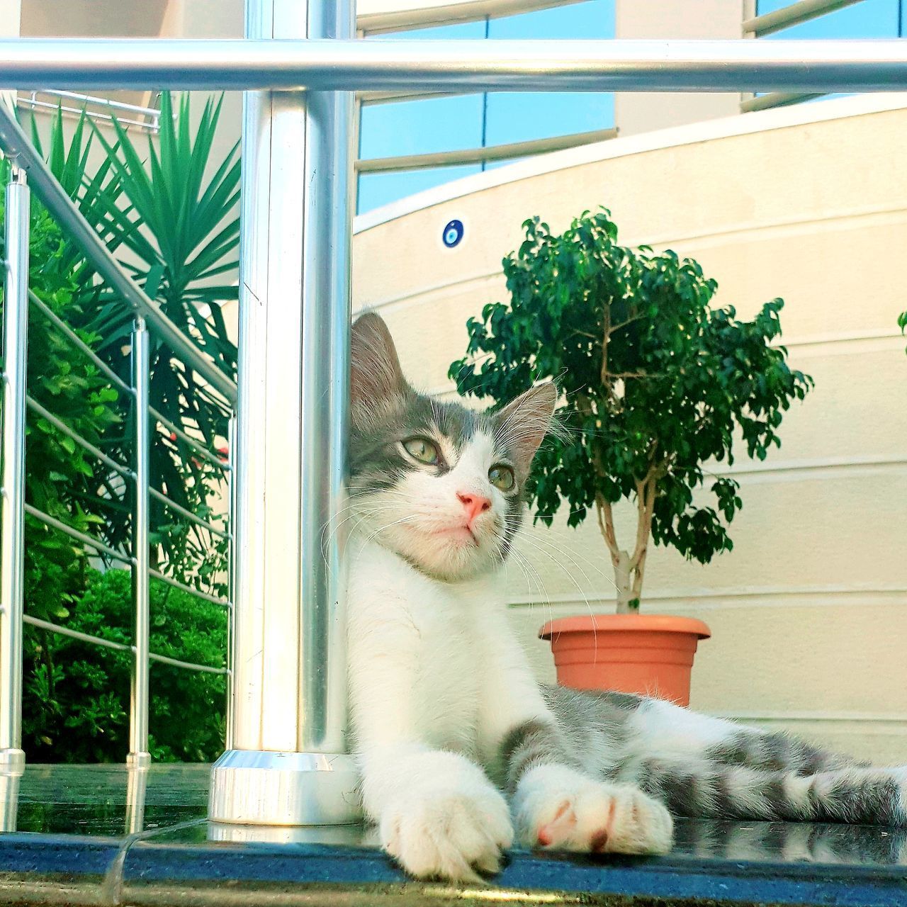 CAT SITTING BY POTTED PLANT