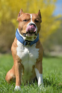 Portrait of dog sitting on field