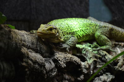 Close-up of lizard