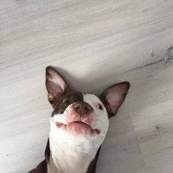 High angle view of dog