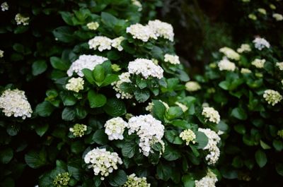 Close-up of hydrangea blooming outdoors