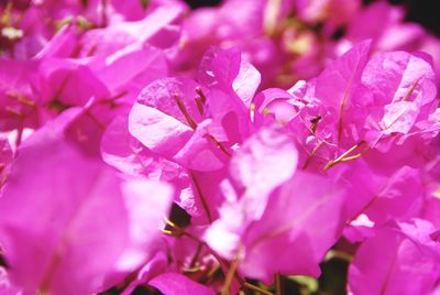 Close-up of pink flowers