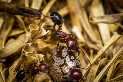 Macro-photo of red ants fraging for food