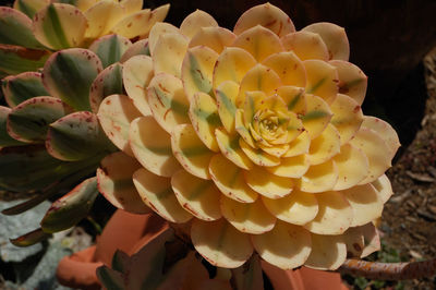 Close-up of succulent plant