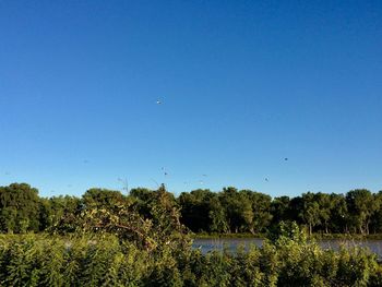 Scenic view of trees against clear blue sky