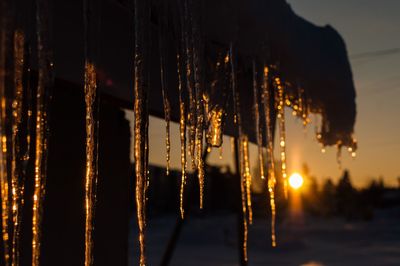 Close-up of frozen plants against sky at sunset