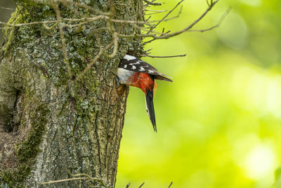 Close-up of bird perching on tree trunk