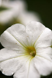 Close-up of wet white flower blooming outdoors