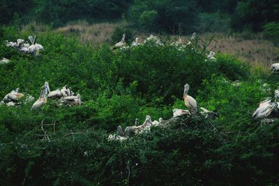 Flock of birds perching on land