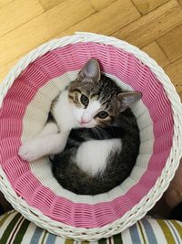 High angle view of cat in basket