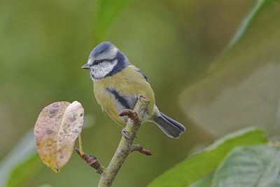 Close-up of bird perching on branch