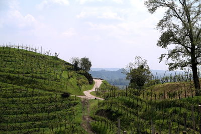 Scenic view of landscape against sky