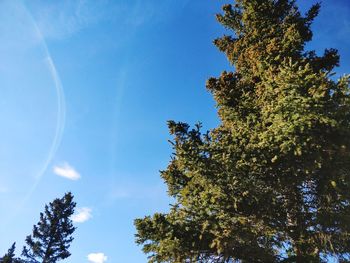 Low angle view of tree against blue sky