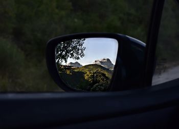 Reflection of trees in side-view mirror