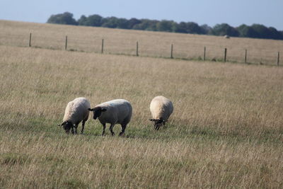 Sheep grazing in a field