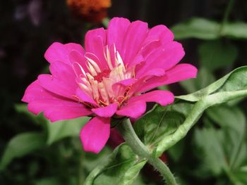 Close-up of pink flower