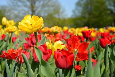 Close-up of red tulips