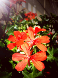 Close-up of red flowers blooming outdoors