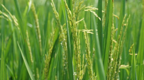 Close-up of wheat growing on field