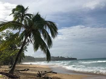 Palm trees on beach against sky