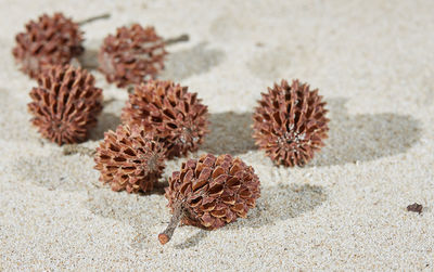 Close-up of cactus on sand