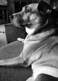 Dog resting on sofa