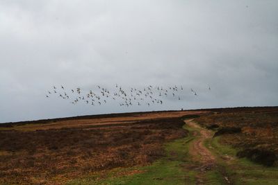 Flock of birds flying over land