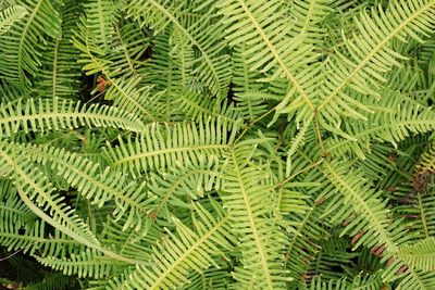 Full frame shot of fern leaves