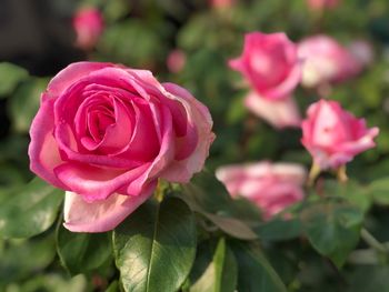 Close-up of pink rose