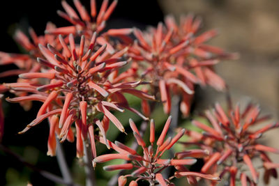 A group of unique, beautiful flowers.