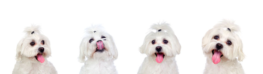 View of dogs against white background