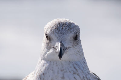 Close-up portrait of owl