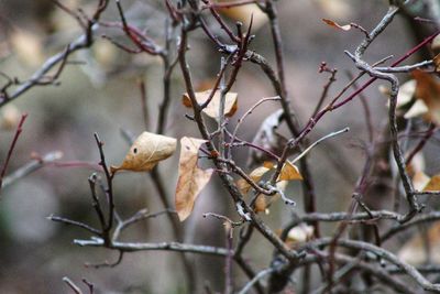 Close-up of bird perching on bare tree