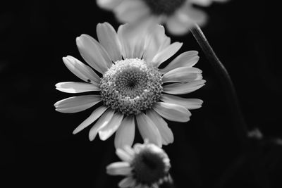 Close-up of daisy blooming outdoors