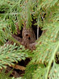 Close-up of bird in nest