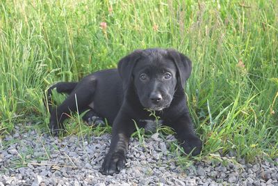 Dog standing on grassy field