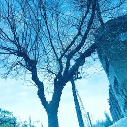 Low angle view of bare trees against blue sky